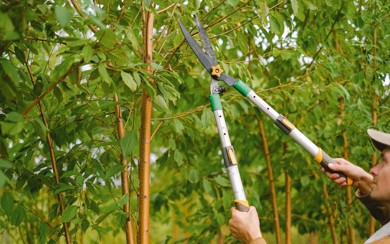 Tree trimming in Westminster, CO